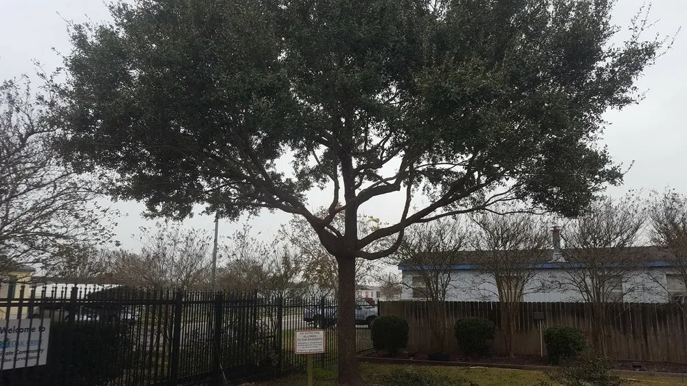 Trusted outdoor landscaping in Pearland, TX - Precision Tree and Landscaping