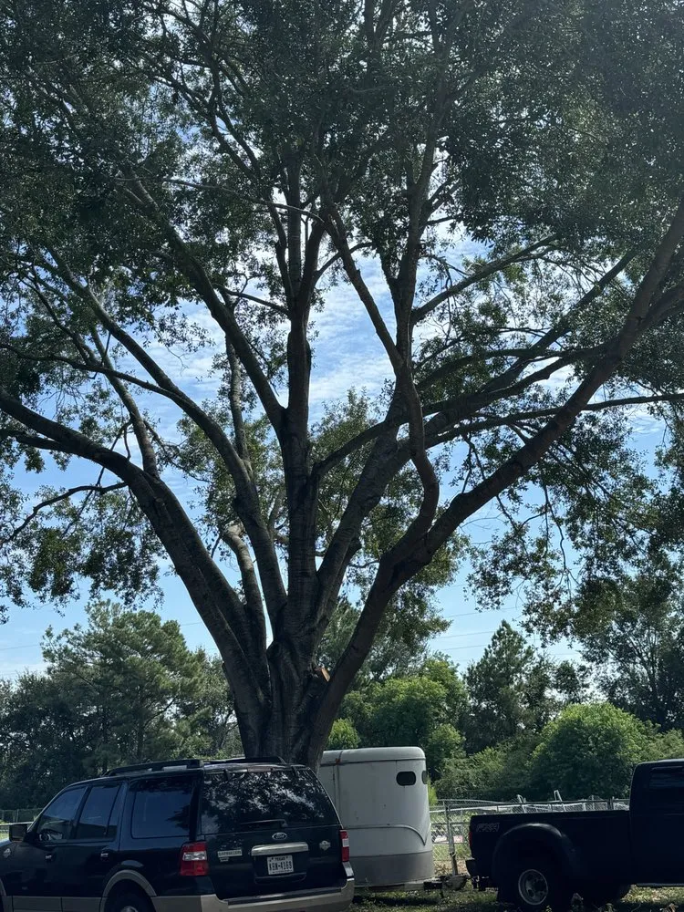 Trusted yard maintenance experts serving Cypress, TX - Precision Tree Expert