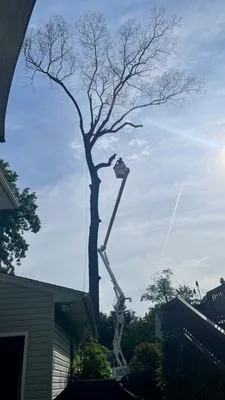 Precision Tree Experts Logo