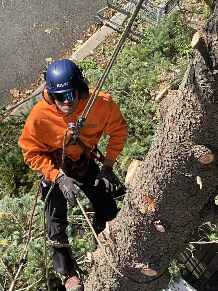 Trusted lawn mowing service in Matawan, NJ by Precision Tree Experts