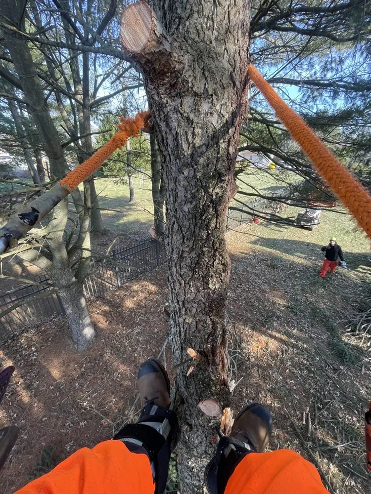 Expert landscaping services in Matawan, NJ - Precision Tree Experts