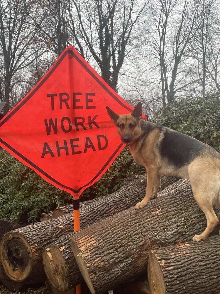 Affordable yard maintenance in Matawan, NJ - Precision Tree Experts