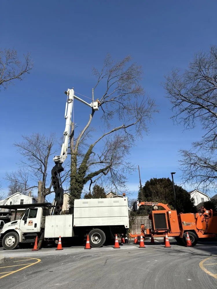 Expert yard cleanup service experts serving Matawan, NJ - Precision Tree Experts