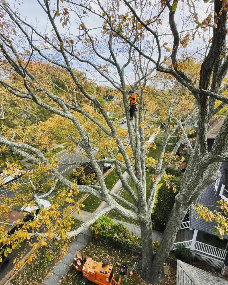 Local yard cleanup service in Matawan, NJ by Precision Tree Experts