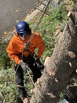 Precision Tree Experts Logo