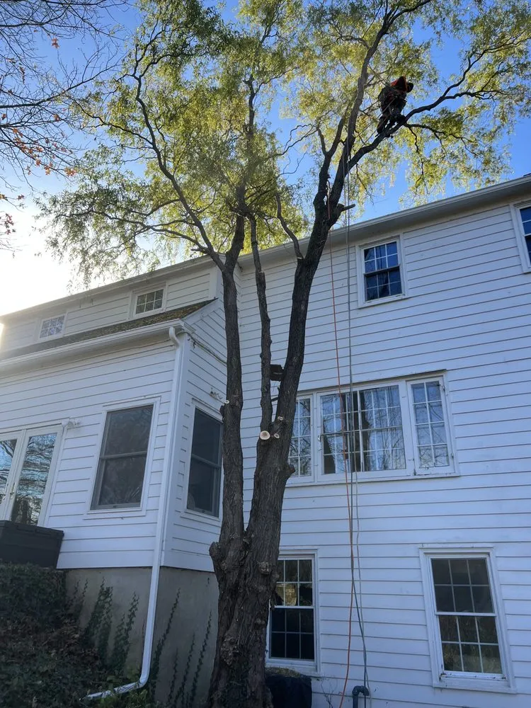 Custom lawn mowing service in Ravena, NY by Precision Tree Service And Landscaping