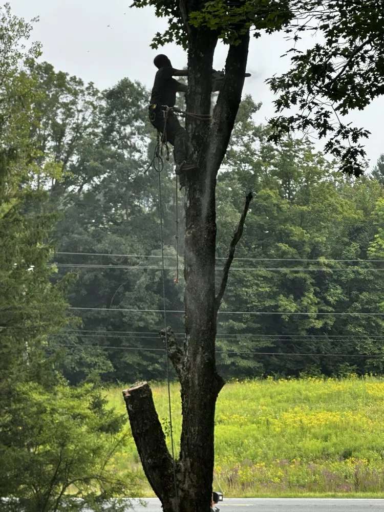 Expert landscaping services for outdoor upgrades across Ravena, NY - Precision Tree Service And Landscaping