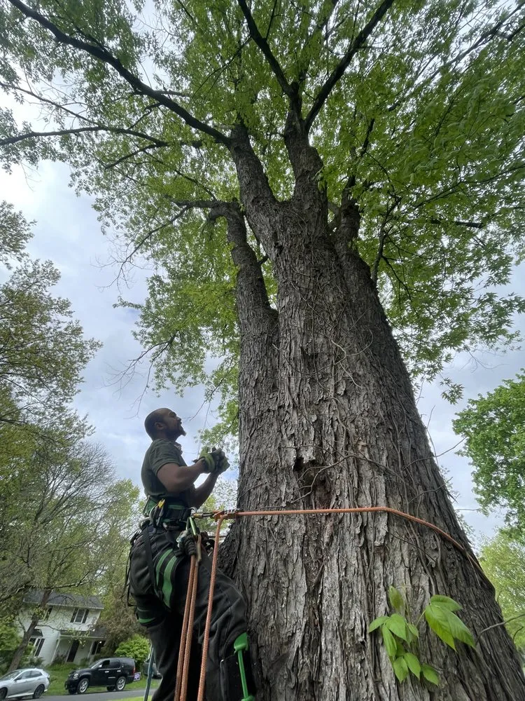 Trusted yard maintenance in Ravena, NY - Precision Tree Service And Landscaping