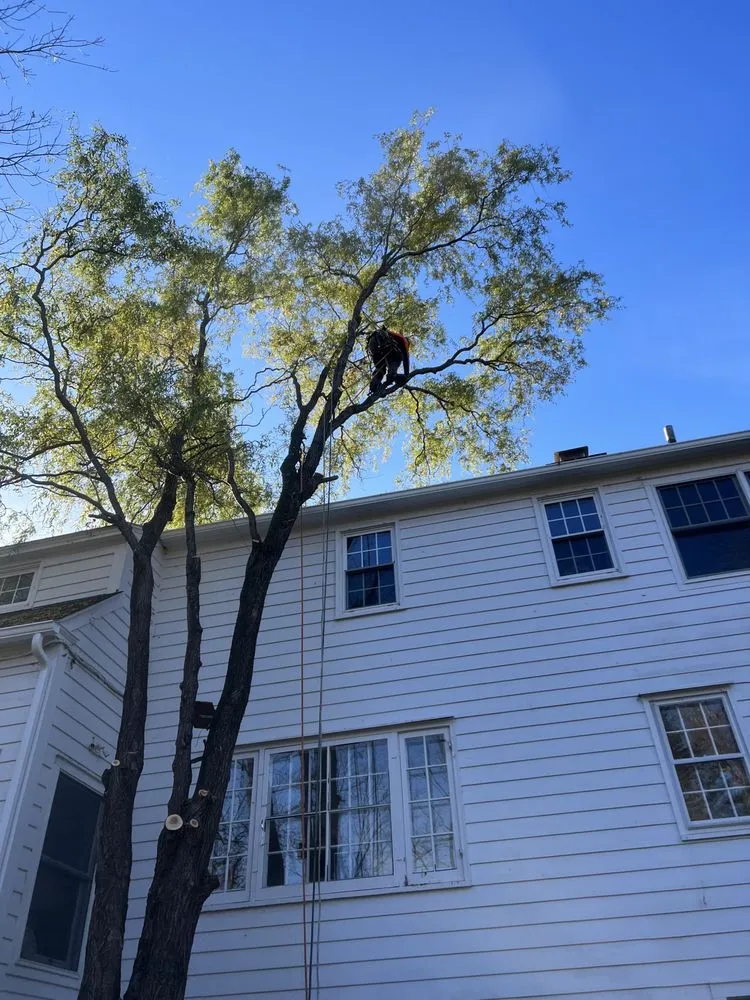 Local landscape installation in Ravena, NY by Precision Tree Service And Landscaping