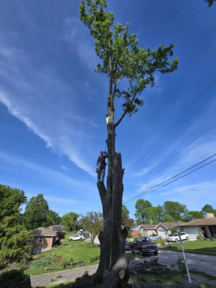 Local yard cleanup service for homes in Covington, KY by Precision Tree Service