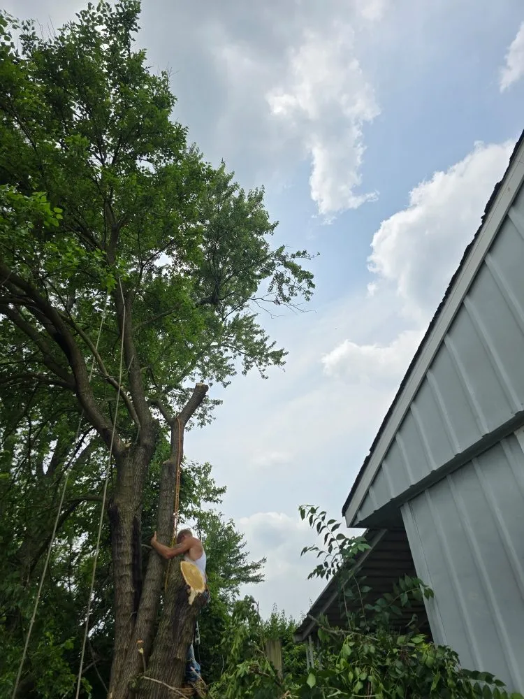 Affordable yard maintenance for homes in Covington, KY by Precision Tree Service