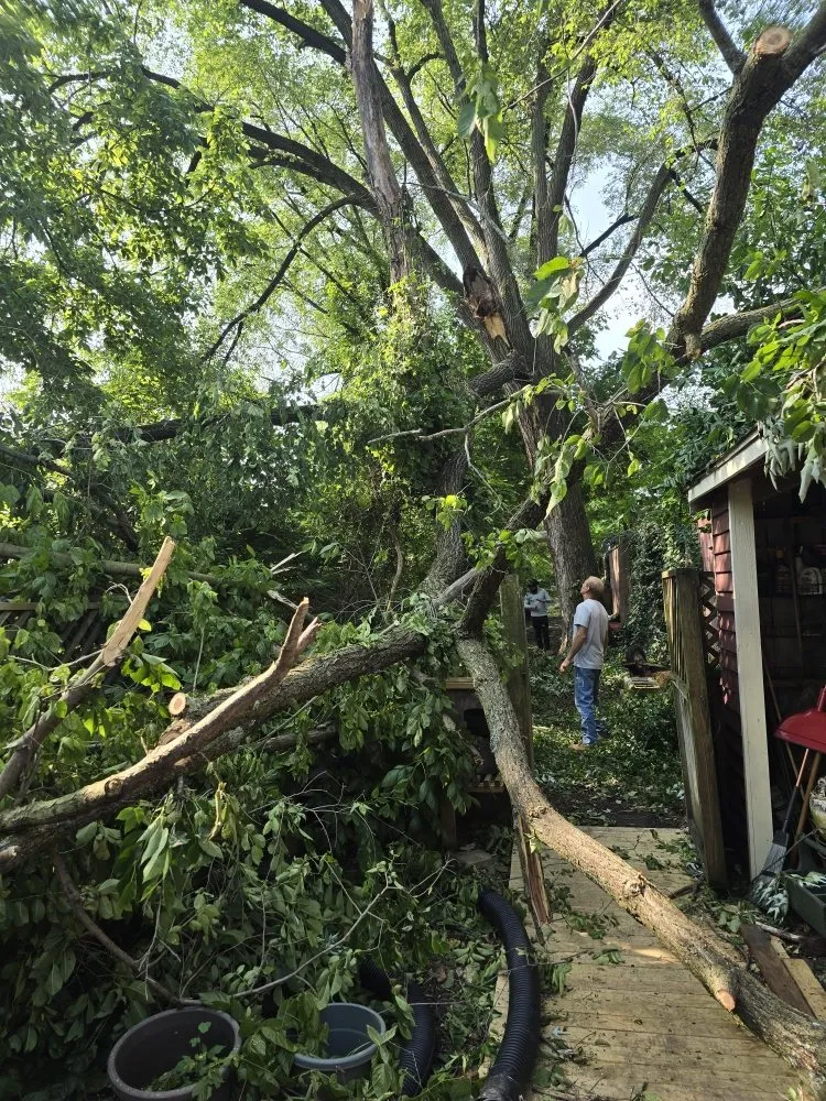 Expert lawn care service for outdoor upgrades in Covington, KY by Precision Tree Service