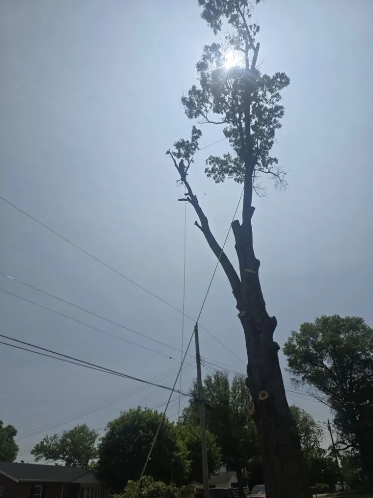 Top-rated lawn mowing service near you across Covington, KY - Precision Tree Service