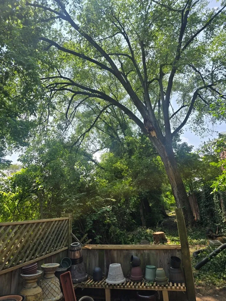 Custom lawn care service for beautiful yards across Covington, KY - Precision Tree Service