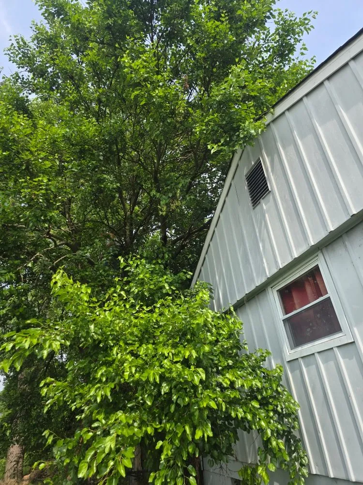 Expert residential landscaping for homes in Covington, KY by Precision Tree Service