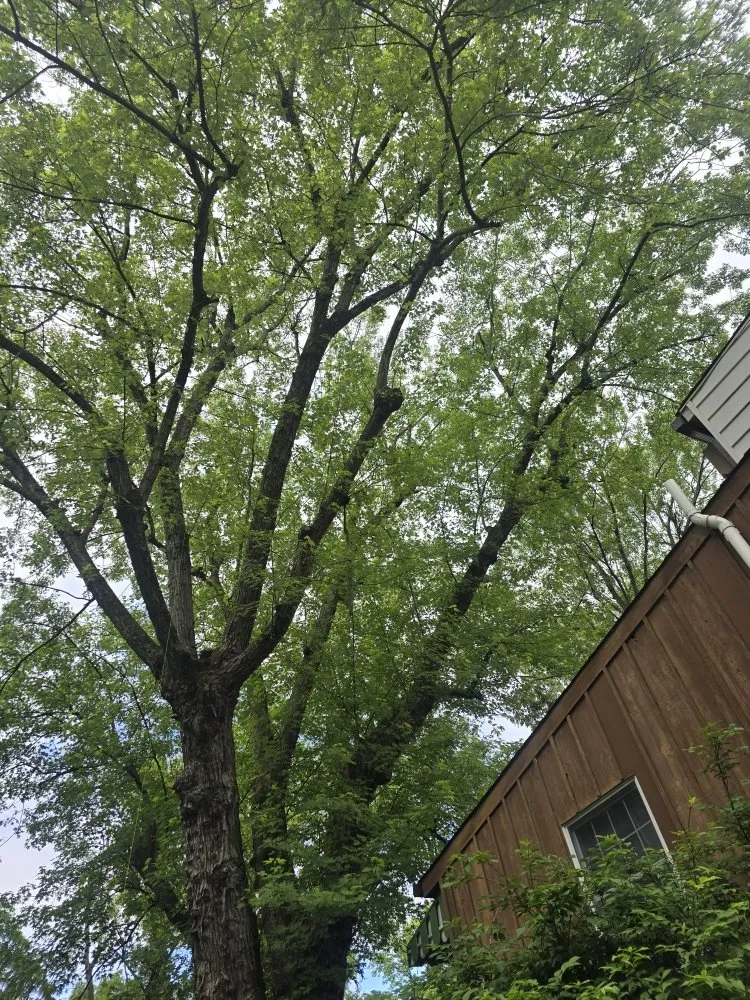 Trusted lawn mowing service experts serving Covington, KY - Precision Tree Service