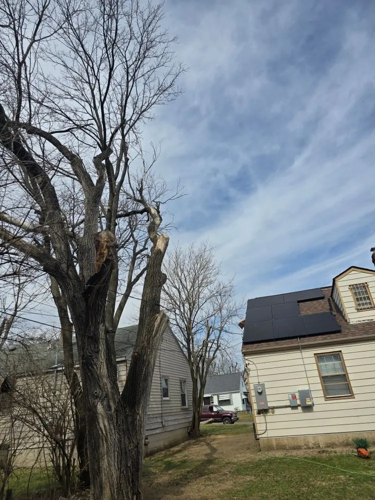 Professional yard cleanup service experts serving Covington, KY - Precision Tree Service