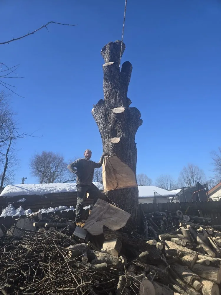 Trusted lawn mowing service near you in Covington, KY by Precision Tree Service