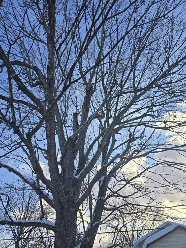 Top-rated landscaping services in Covington, KY - Precision Tree Service