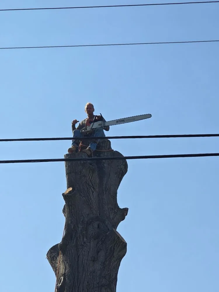 Local lawn care service experts serving Covington, KY - Precision Tree Service