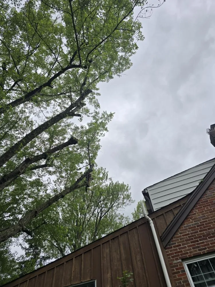 Expert garden landscaping experts serving Covington, KY - Precision Tree Service