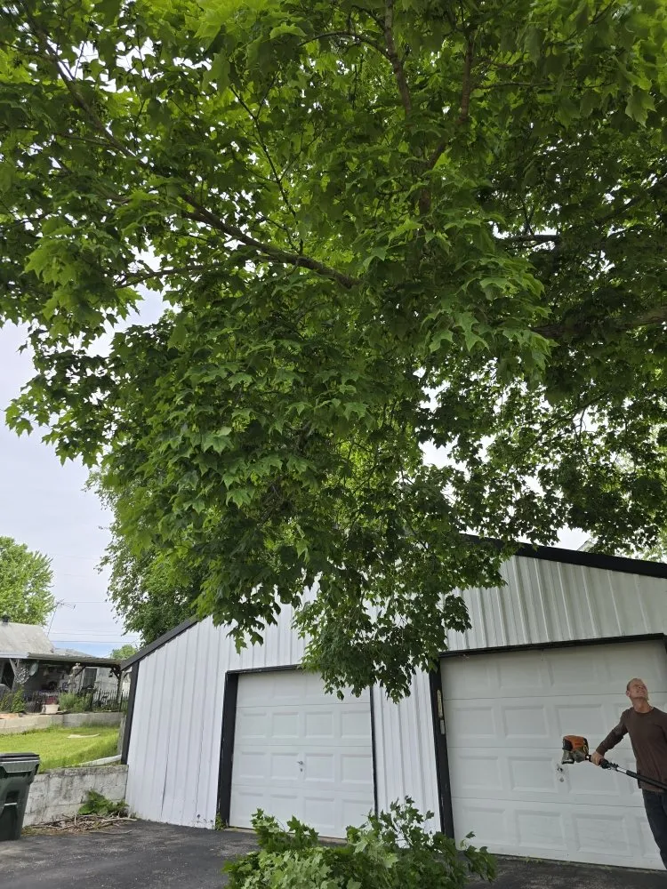 Affordable lawn care service in Covington, KY - Precision Tree Service