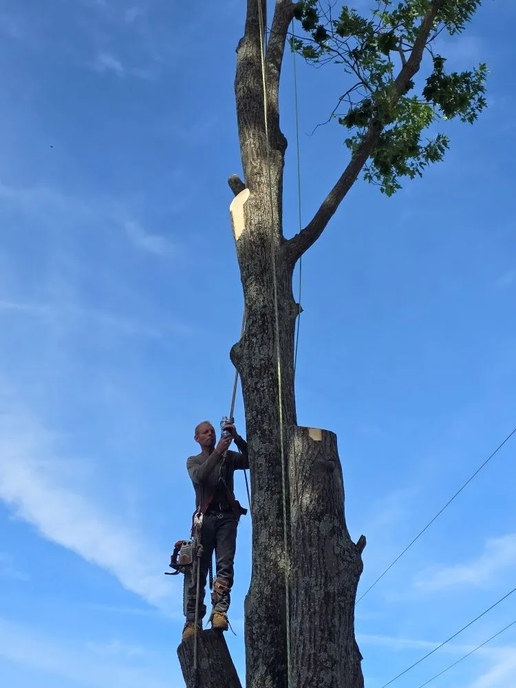 Expert landscape installation in Covington, KY by Precision Tree Service