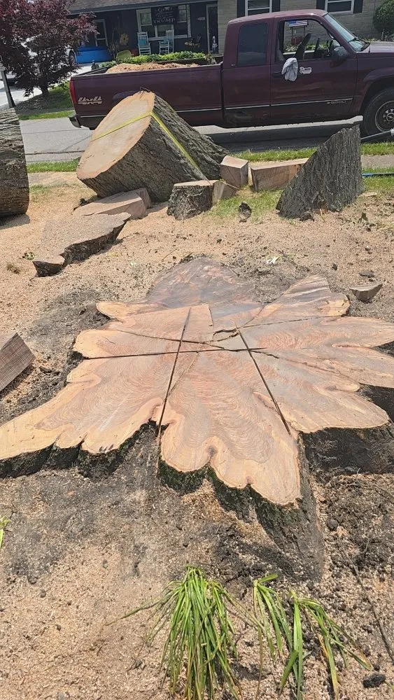 Reliable yard maintenance for homes in Covington, KY by Precision Tree Service