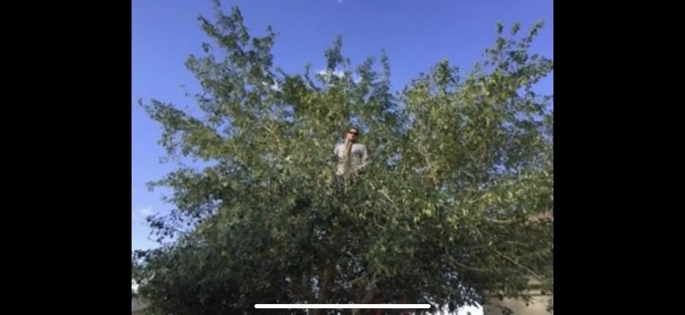 Expert landscape design for residential properties across Needles, CA - Precision Tree Service