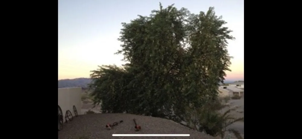 Reliable yard maintenance in Needles, CA by Precision Tree Service