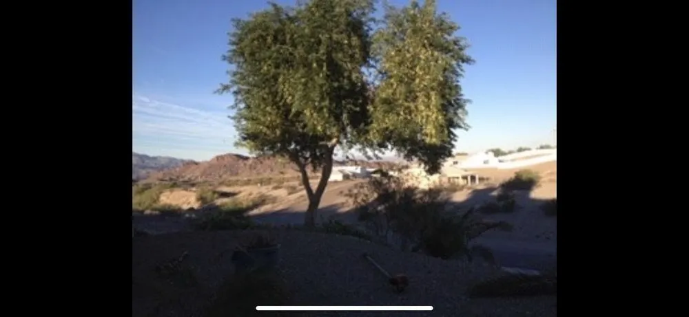 Professional yard maintenance in Needles, CA - Precision Tree Service