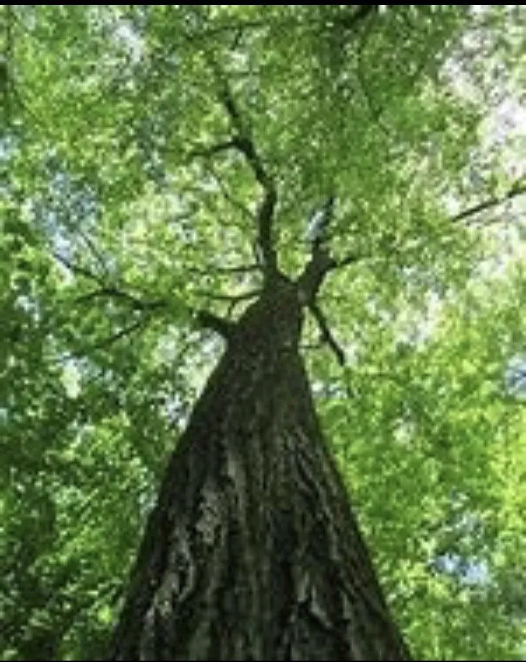 Local landscaping services for outdoor upgrades across Needles, CA - Precision Tree Service