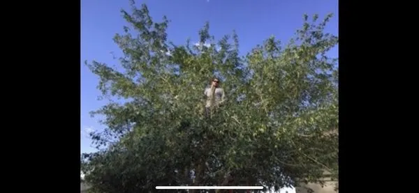 Precision Tree Service