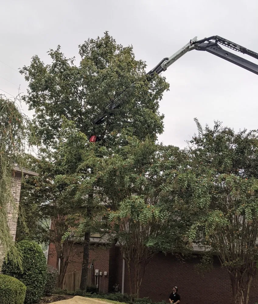 Professional yard maintenance experts serving Vestavia, AL - Precision Tree Service