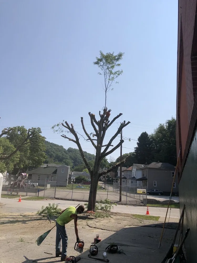 Expert yard maintenance in Wellsburg, WV by Precision Tree Service