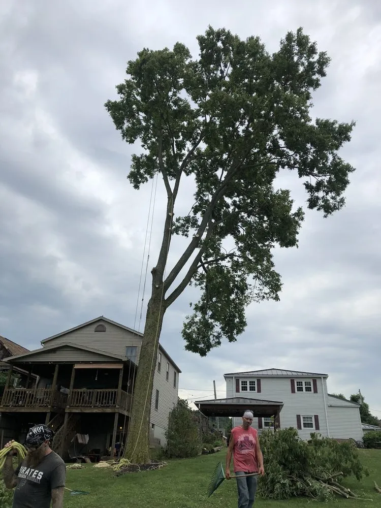 Affordable landscaping services for year-round maintenance in Wellsburg, WV by Precision Tree Service