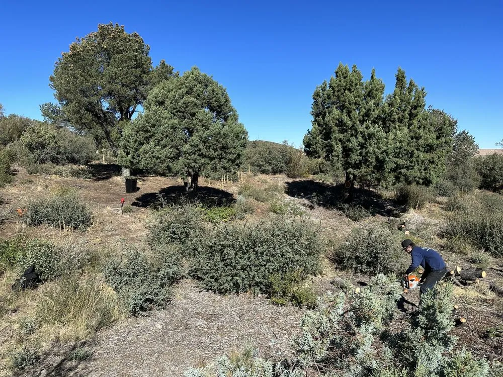 Trusted yard maintenance near you in Prescott Valley, AZ by Precision Tree Services