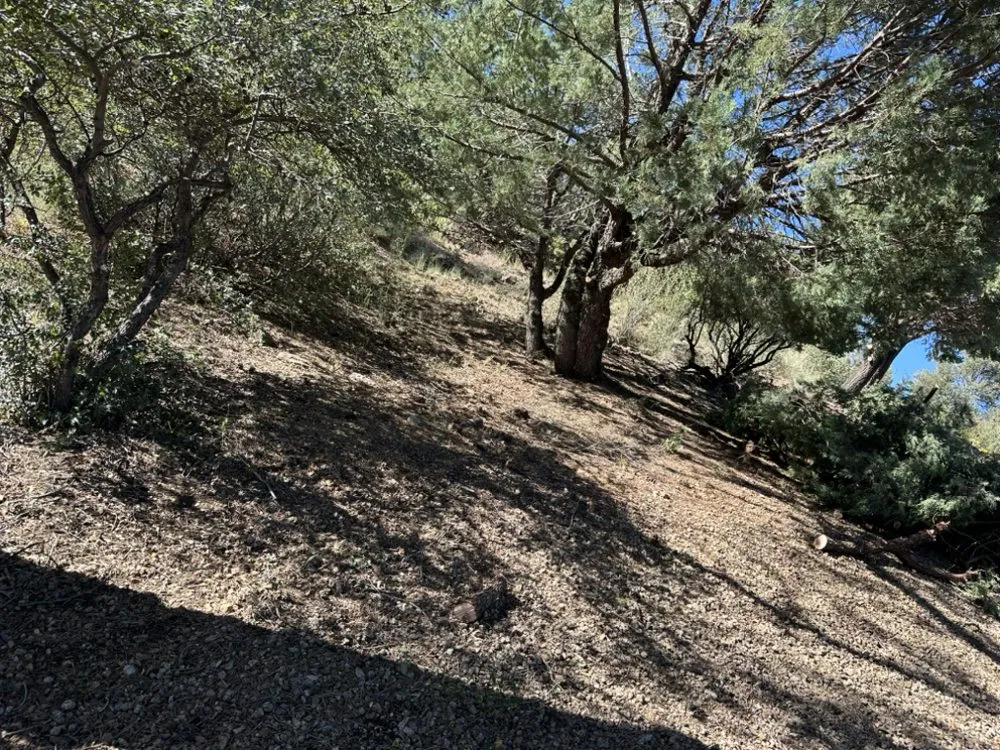 Local landscaping services for beautiful yards in Prescott Valley, AZ by Precision Tree Services