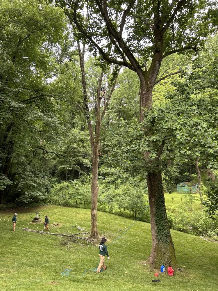 Trusted garden landscaping experts serving Virginia, VA - Precision Tree Services