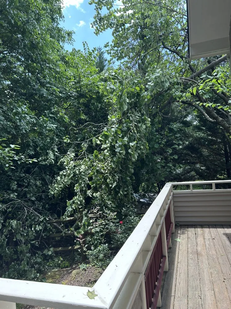 Custom landscape design for beautiful yards across Virginia, VA - Precision Tree Services