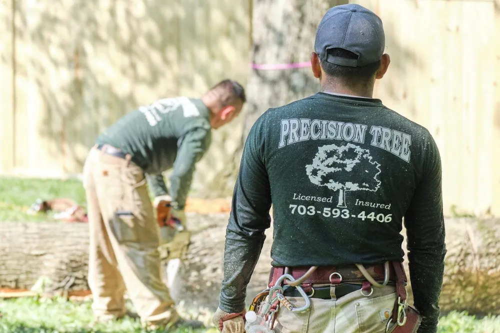 Professional landscape design in Virginia, VA by Precision Tree Services