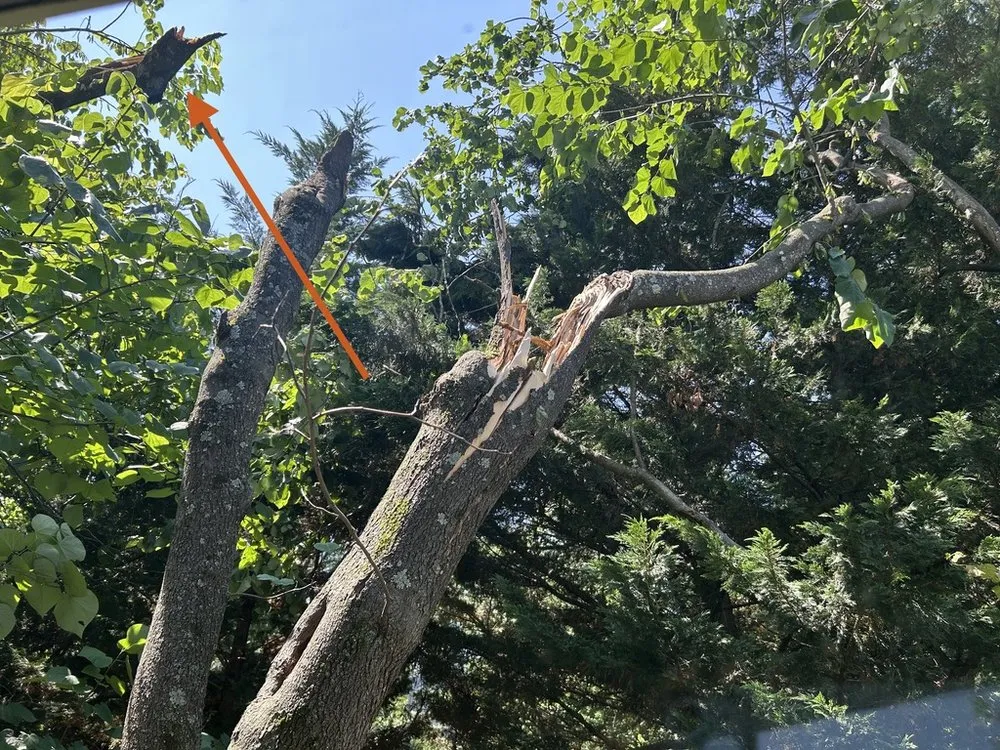 Trusted lawn mowing service in Virginia, VA - Precision Tree Services