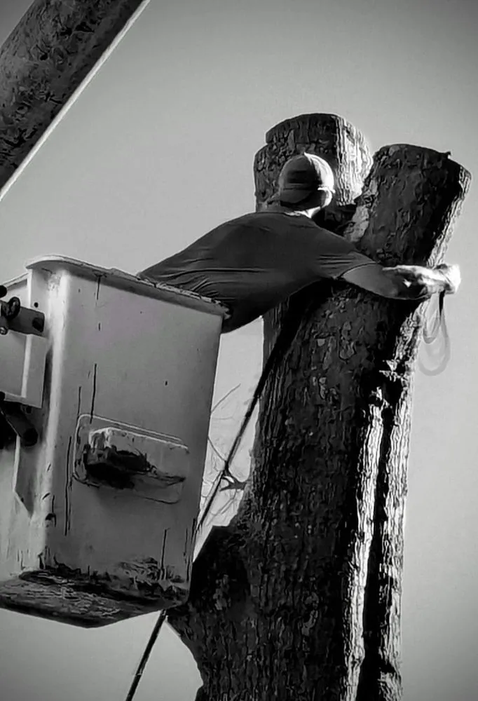 Top-rated lawn care service experts serving Rock Hill, SC - Precision Trees