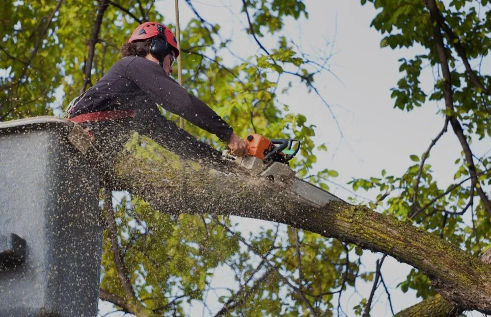 Local garden landscaping experts serving Rock Hill, SC - Precision Trees
