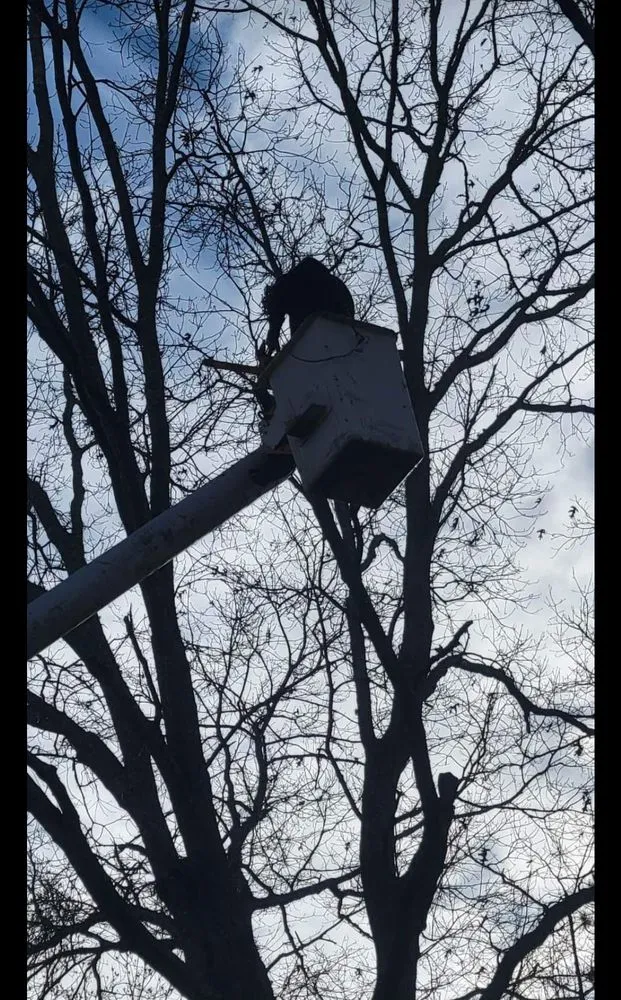 Affordable landscape installation in Rock Hill, SC - Precision Trees