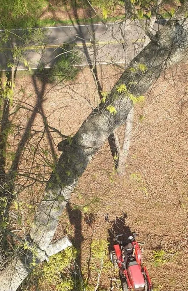 Trusted yard cleanup service with custom design across Rock Hill, SC - Precision Trees