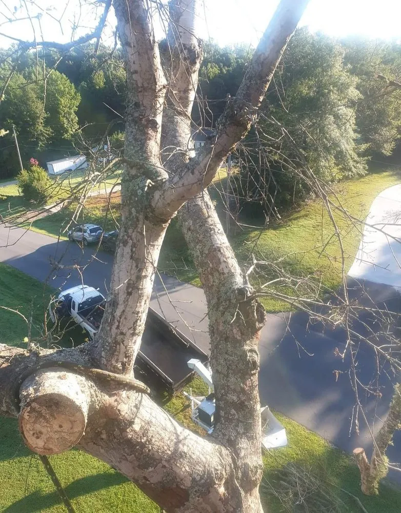 Affordable landscaping services in Rock Hill, SC - Precision Trees