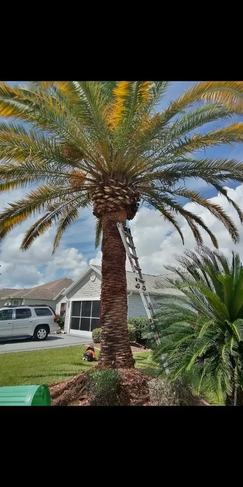 Custom lawn mowing service with custom design across Ocklawaha, FL - Precision Trimming