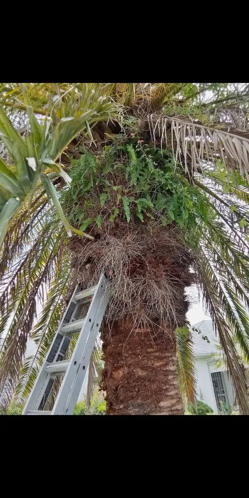 Expert lawn mowing service in Ocklawaha, FL by Precision Trimming