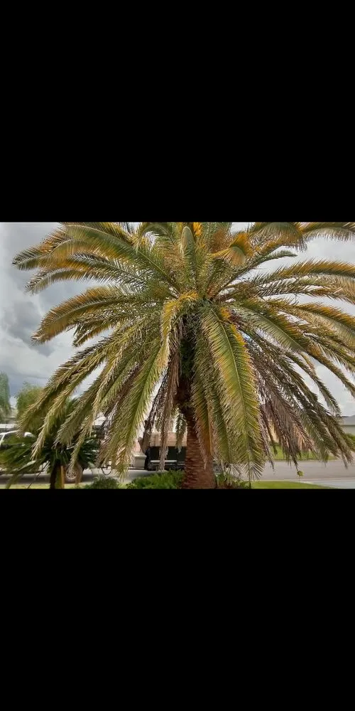 Professional landscaping services in Ocklawaha, FL by Precision Trimming